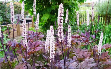 Vi dekorerer hagen med slanke lys - svart cohosh, planting og omsorg for en flerårig