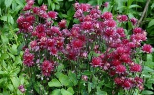 การปลูก Aquilegia ในสวน: ทุกสิ่งที่คุณจำเป็นต้องรู้จักกับนักจัดดอกไม้มือสมัครเล่น