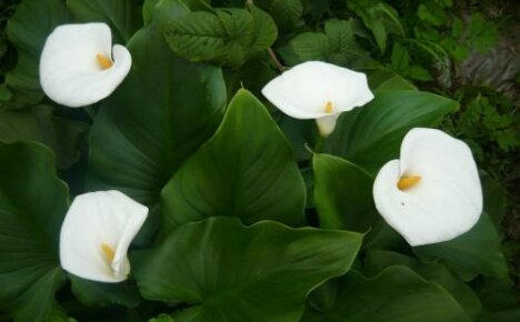 Zantedeschia Ethiopian - ความงามที่เข้มงวด แต่ประณีต