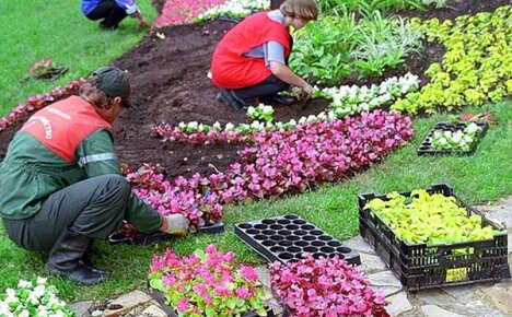 Hvilke blomster kan plantes i april