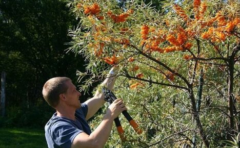 การตัดแต่งกิ่งทะเล buckthorn กลายเป็นกิจกรรมที่สนุกสนาน