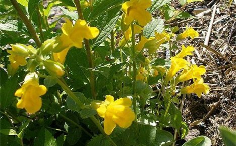 Hvilke typer mimulus skal dyrkes i sommerhuset