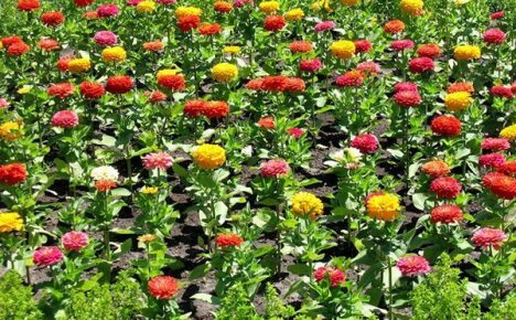 Enkel dyrking av zinnia i et blomsterbed i en sommerhus