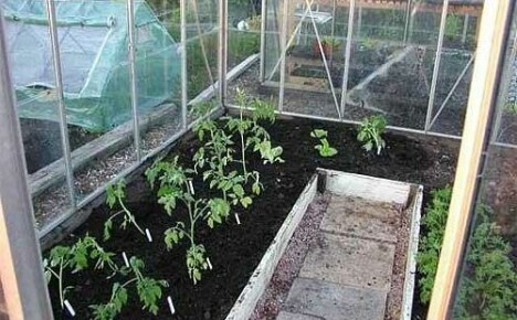 Oras ng pagtatanim para sa greenhouse na kamatis