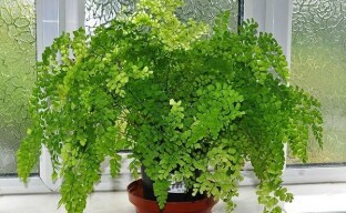 คุณสมบัติของการดูแล Maidenhair