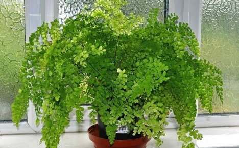 คุณสมบัติของการดูแล Maidenhair