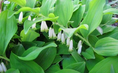 Plante og ta vare på et bad i et blomsterbed