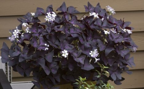 Purple Oxalis - fioletowy motyl na parapecie