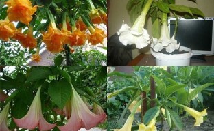 Fordeler og ulemper med voksende brugmansia, et utvalg av populære varianter