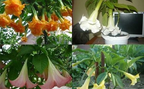 Fordeler og ulemper med voksende brugmansia, et utvalg av populære varianter