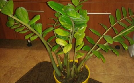 ทำไมใบไม้ของ zamioculcas ถึงเปลี่ยนเป็นสีเหลือง - จะทำอย่างไรเพื่อให้มันดูสวยงาม