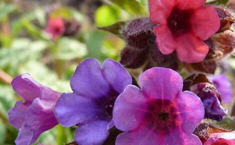 Plantering og pleie av dekorativ lungwort i hagen ved dachaen