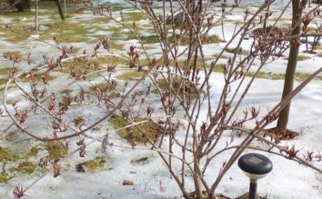 Trenger jeg å dekke til weigela for vinteren, eller hvordan du kan bevare den blomstrende busken i mange år