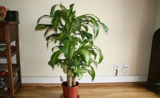 คุณสมบัติของ Dracaena ที่มีกลิ่นหอม