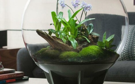 Udělejte si florarium: podrobné pokyny pro začínající květinářství