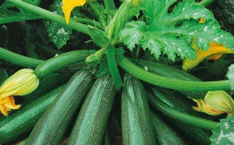 Hvordan bruke helsemessige fordeler av courgette for å forbedre helsen din