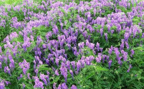 Sukkulent vetchgress er en sunn mat og en pen plante