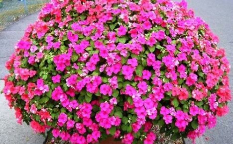 Impatiens ampelous Highlight - rozkvetlá koule v květináčích