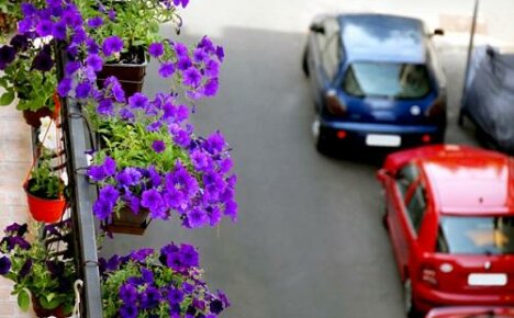 Årsaker til mangel på blomstring i balkong petunier