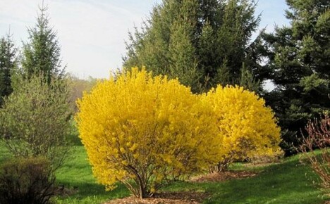 Forsythia Linwood Gold: sadzenie i pielęgnacja