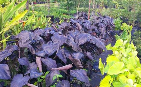 Beskrivelser og bilder av varianter og varianter av alocasia for dyrking hjemme