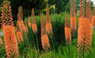 Eremurus - en flerårig blomst for dyrking i landet