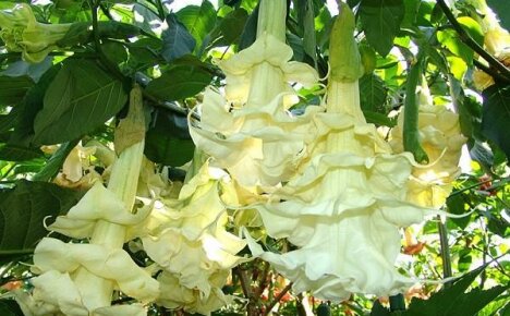 Nádherný strom na zahradě nebo froté brugmansia