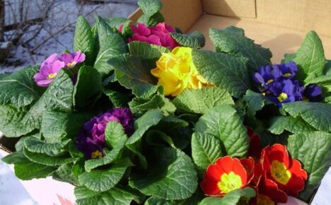 Innendørs primula - hjemmepleie for en delikat primula og hemmelighetene til blomstringen