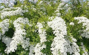 Vi dyrker en mild spirea i sommerhuset: tips for å plante og ta vare på en busk