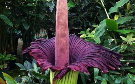 เจ้าของบันทึกขนาดช่อดอกและกลิ่น - Amorphophallus