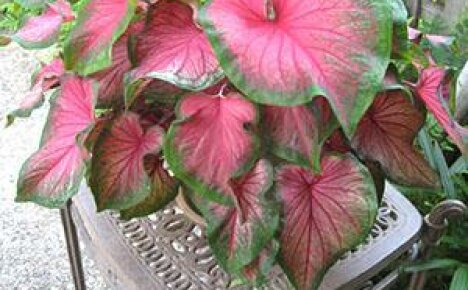 ความแตกต่างระหว่าง Caladium และการดูแลจากพืชในร่มอื่น ๆ คืออะไร