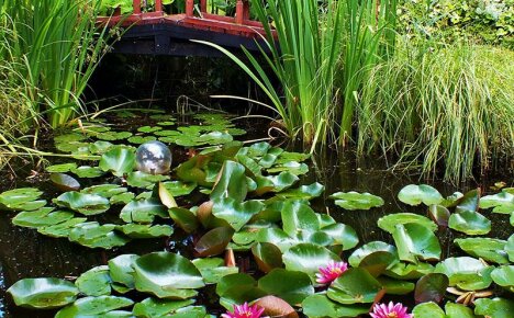 Hemmelighetene til en blomstrende dam - riktig stell av nymfer i en dam