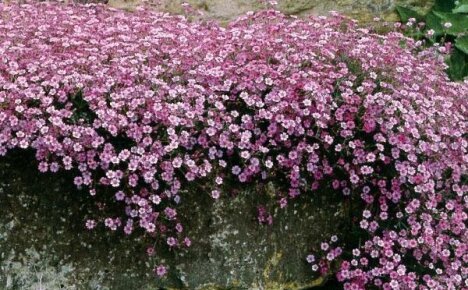 Pěstujeme gypsophilu v naší zahradě