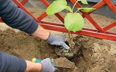 Vi planter actinidia om våren: når, hvor og hvordan