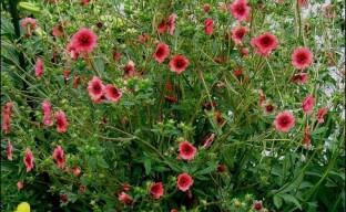 Potentilla เนปาลที่น่าตื่นตาตื่นใจ - ไม้ยืนต้นที่ออกดอกไม่โอ้อวดสำหรับชาวสวนมือใหม่