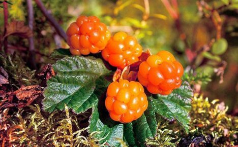 คุณสมบัติในการรักษาของ cloudberries และกฎสำหรับการใช้รอยัลเบอร์รี่