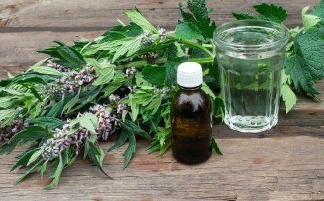 วิธีการรักษาที่ดีที่สุดสำหรับหัวใจและเส้นประสาท - สมุนไพร Motherwort ประโยชน์และเป็นอันตราย