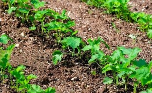 Å plante pastinetter i åpen bakke - hva du trenger å gjøre for å få vennlige skudd