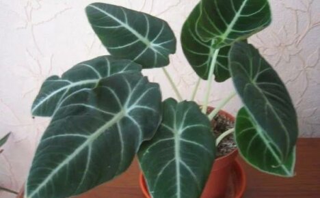 ปลูก Alocasia ที่บ้าน