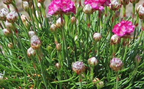 Gourmet armeria: planting og stell i et åpent blomsterbed