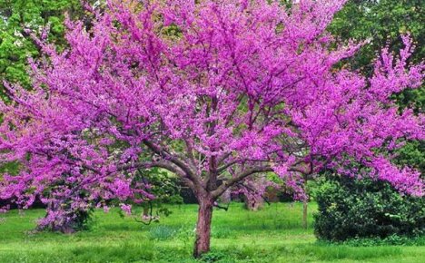 ตกแต่งสวน - ต้นไม้ Cercis