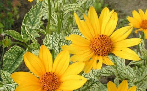 Hva du trenger å vite om å plante heliopsis og ta vare på en solblomst