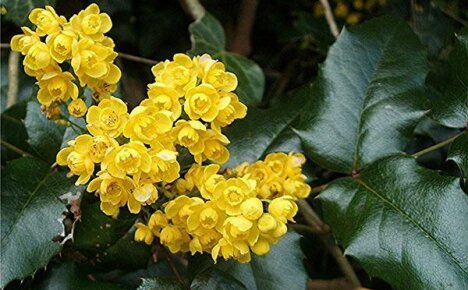 คุณสมบัติทางยาของ Mahonia ที่เรารู้จัก