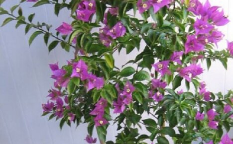 Forsvarsløs skjønnhet uten torner - bougainvillea naken