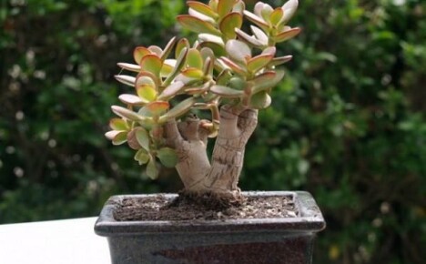 Cechy tworzenia bonsai z bonsai