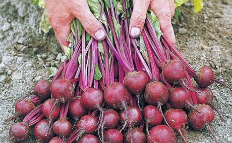 Proč na zahradě neroste řepa - přehled hlavních důvodů