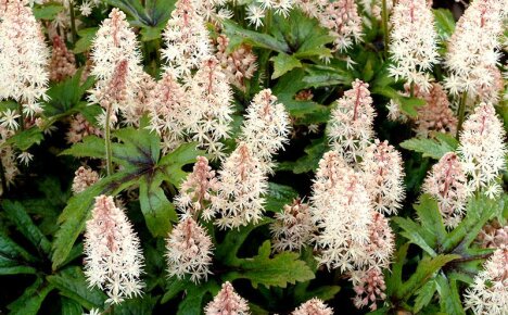 การปลูกและดูแล tiarella กลางแจ้ง - สิ่งที่คนสวนต้องรู้เมื่อตกแต่งแปลง