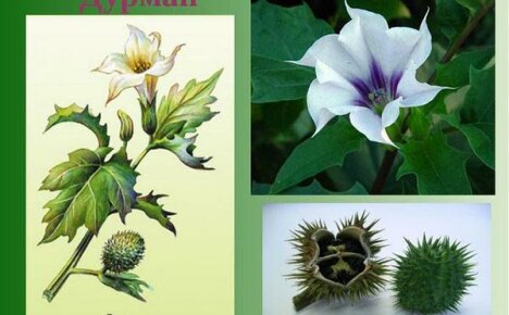 Stosowanie ziół Datura