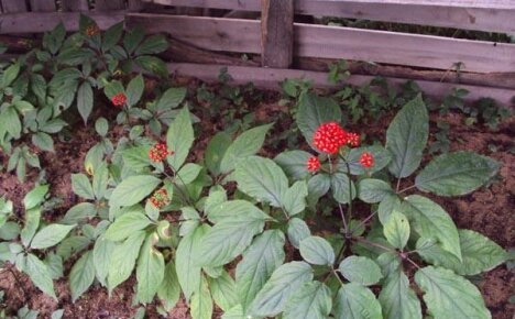 Voksende ginseng i hagen - finessene ved å plante en medisinsk plante