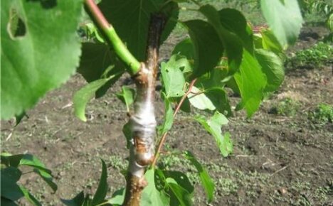 Hvilket tre kan du plante en aprikos på, og når er det bedre å gjøre det